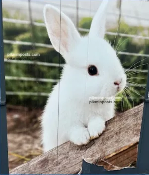 Follow the White Rabbit Mural