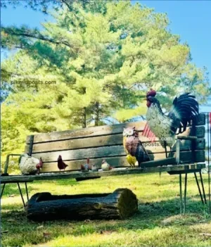 The Roosters at Lawson Creek