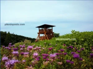 ハーブ園の見晴らし台