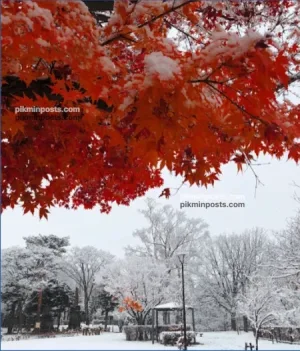 月寒公園あずまや